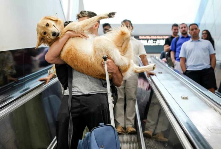 Microchips & Pre-Travel Forms Now Mandatory for Dogs Entering the US. Credit | Reuters