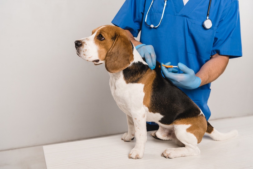 Microchips & Pre-Travel Forms Now Mandatory for Dogs Entering the US. Credit | Shutterstock